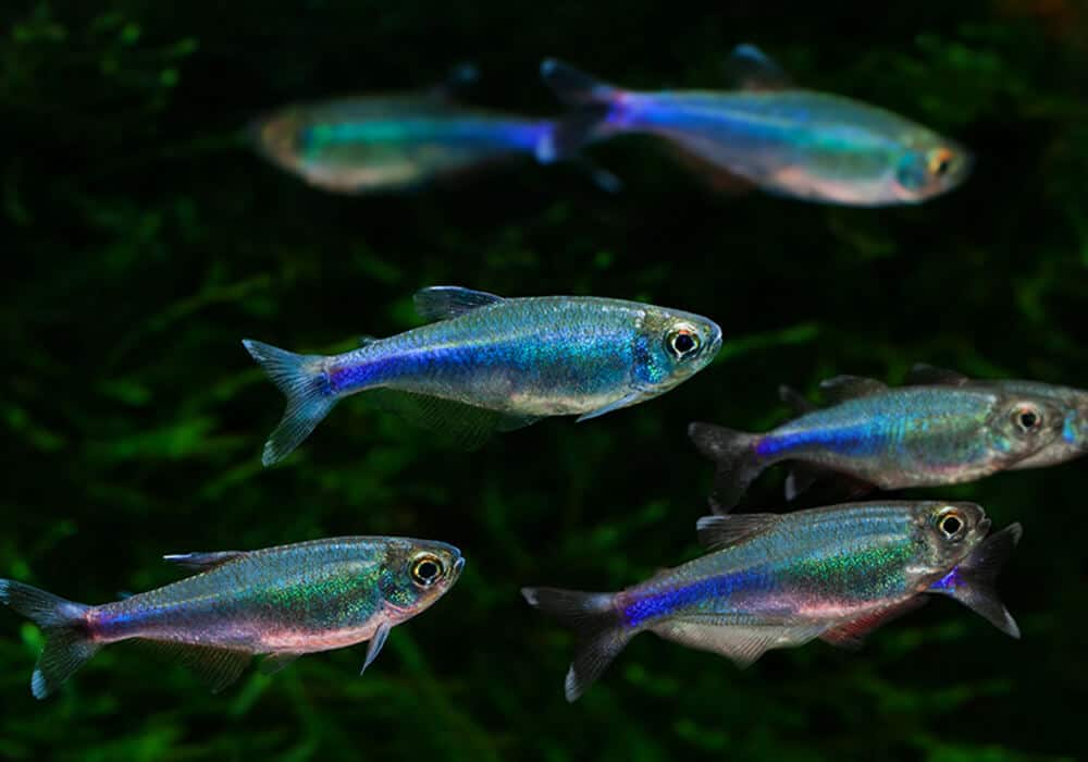 Blue king outlet tetra fish