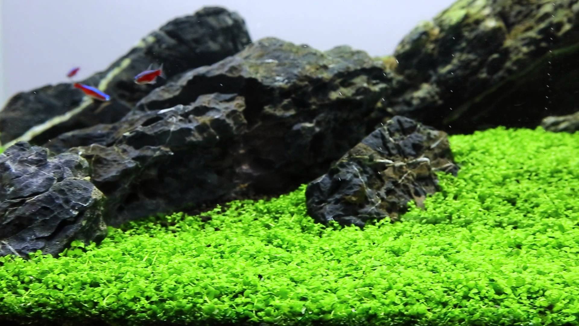 Monte carlo shop aquarium plant