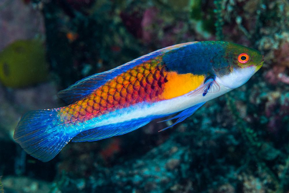 Wrasse - Blue-Side Fairy – Aquarium Gallery