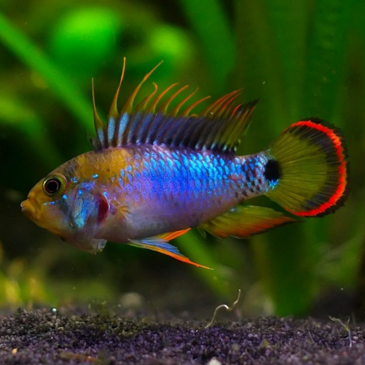 Dwarf Cichlids – Aquarium Gallery