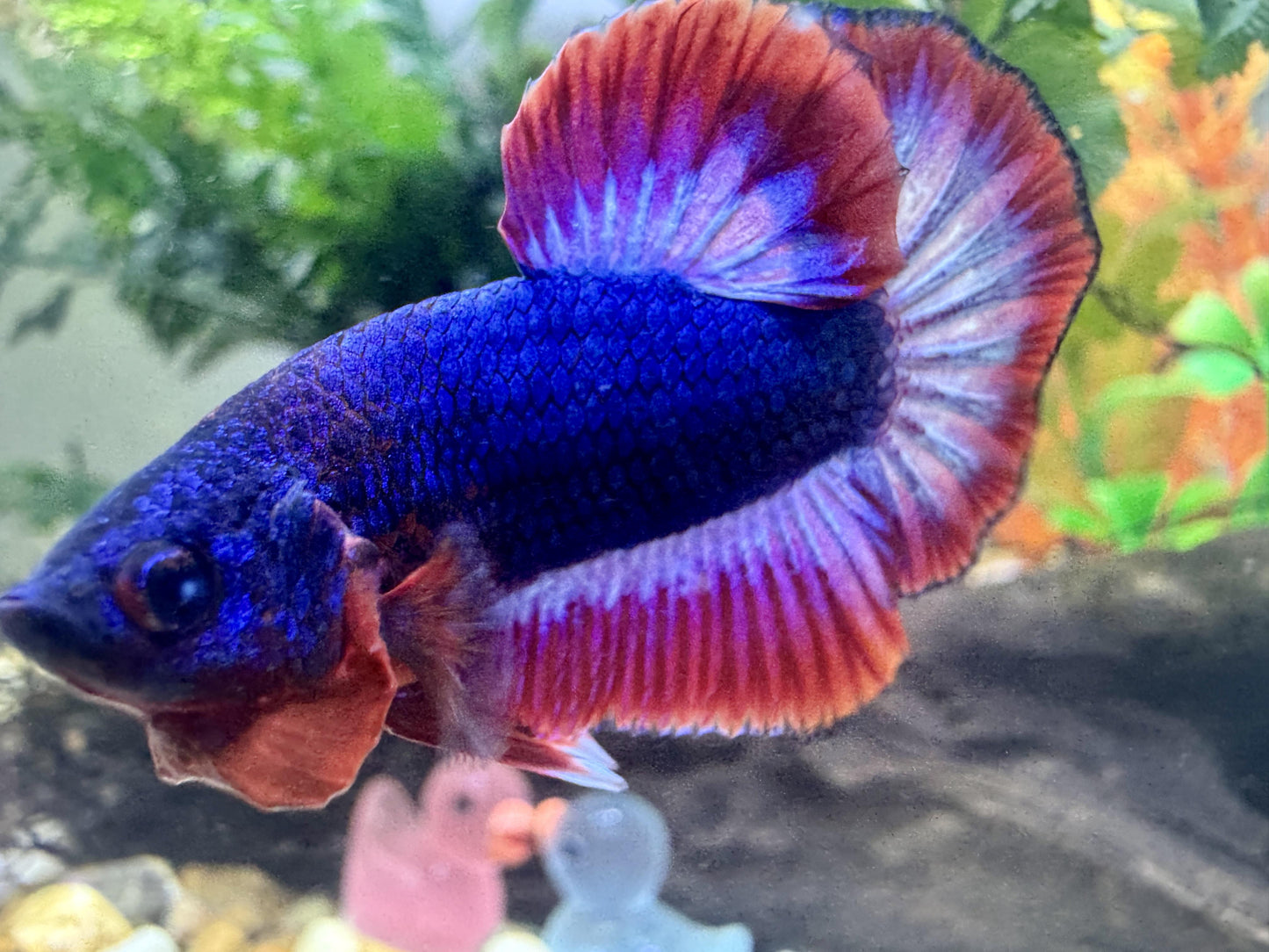 Betta PKHM Thai Flag Male