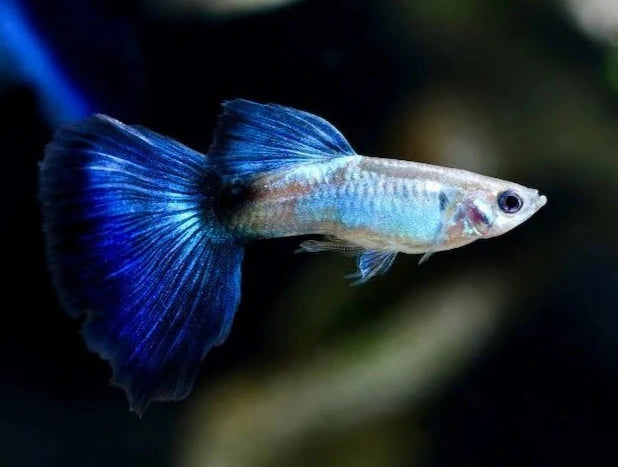 Guppy Blue Queen Male – Aquarium Gallery