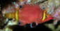 Wrasse - Possum Yellow Band "Very Rare"