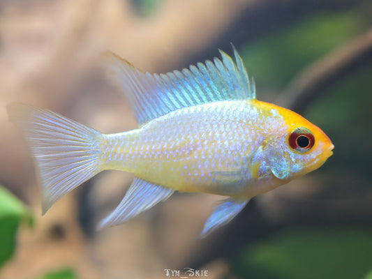 Ram - Gold Head Platinum (Mikrogeophagus ramirezi)