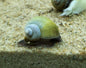 Snail Mystery - Freshwater species