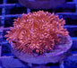 Aquacultured Coral Frags