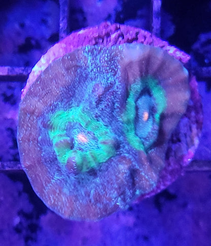 Aquacultured Coral Frags