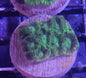 Aquacultured Coral Frags