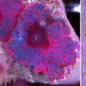 Mushroom Coral Morphs (Discosoma/Rhodactis/Ricordea sp.)