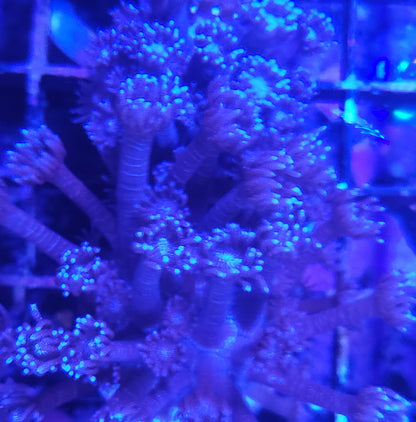 Aquacultured Coral Frags