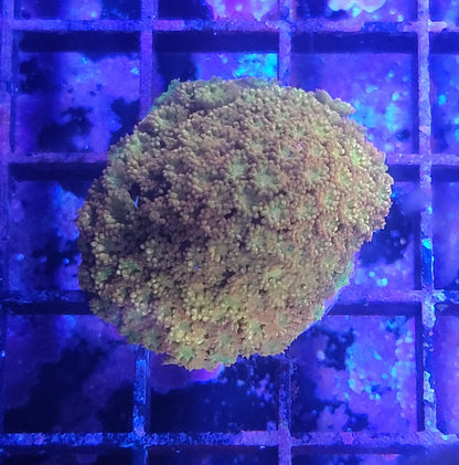 Aquacultured Coral Frags