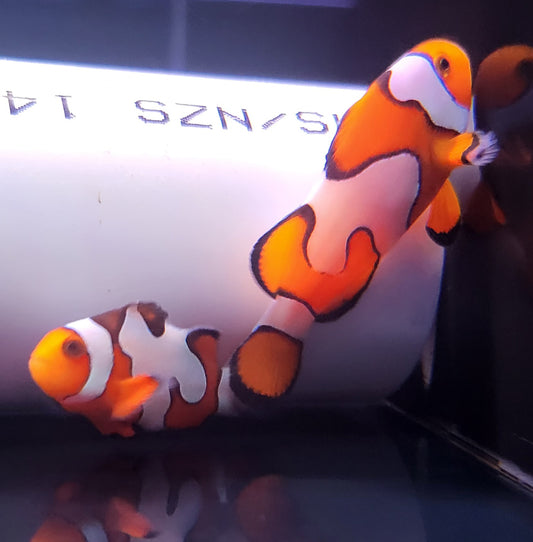 Clownfish - Jigsaw (Amphirion Ocellaris) PAIR *Captive Bred*
