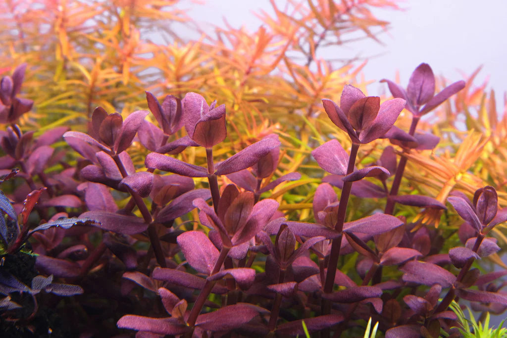 Bacopa salzmanni (Purple Bacopa) "Rare"