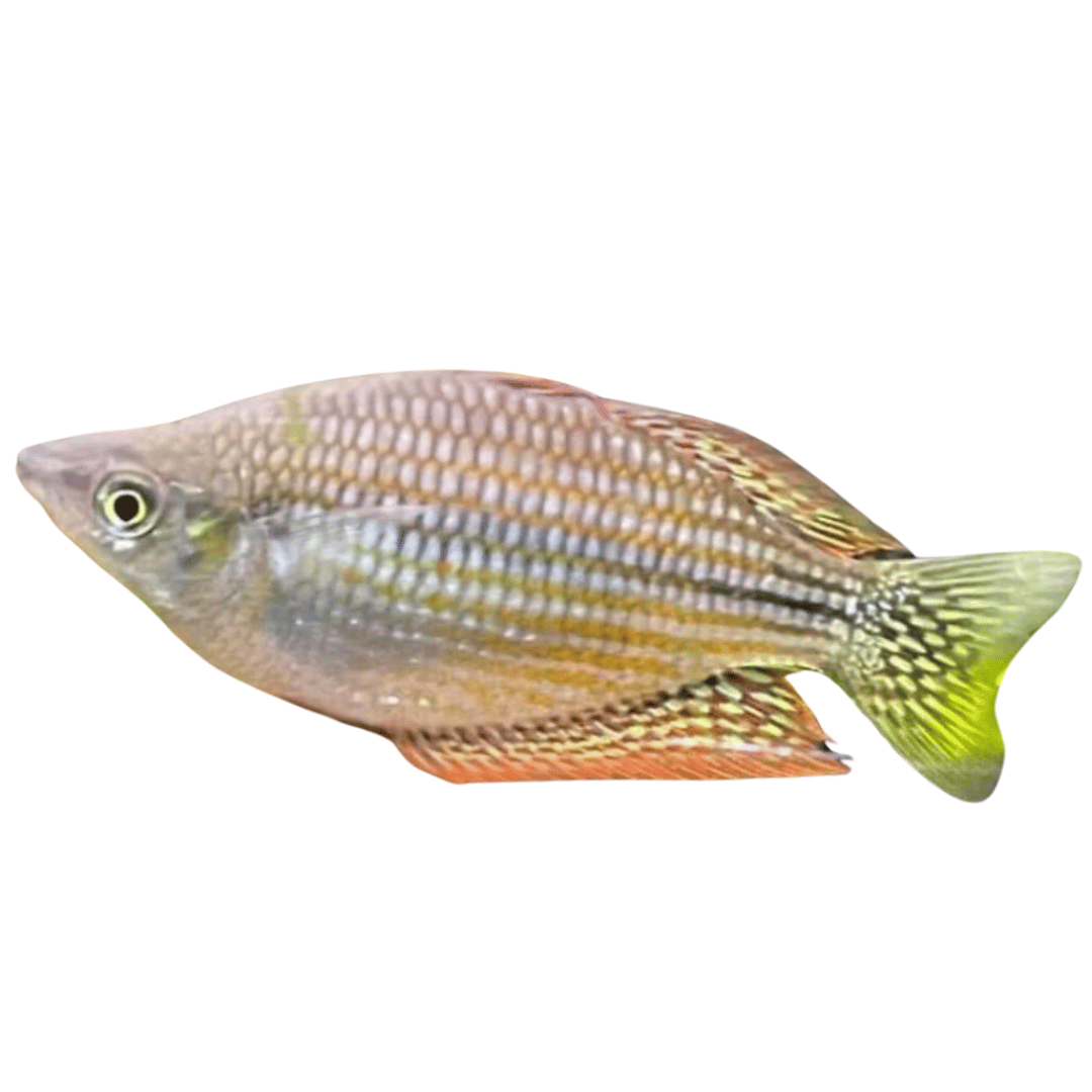 Rainbowfish - Checkered (Melanotaenia splendida inornata) – Aquarium ...