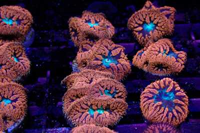 Aquacultured Coral Frags