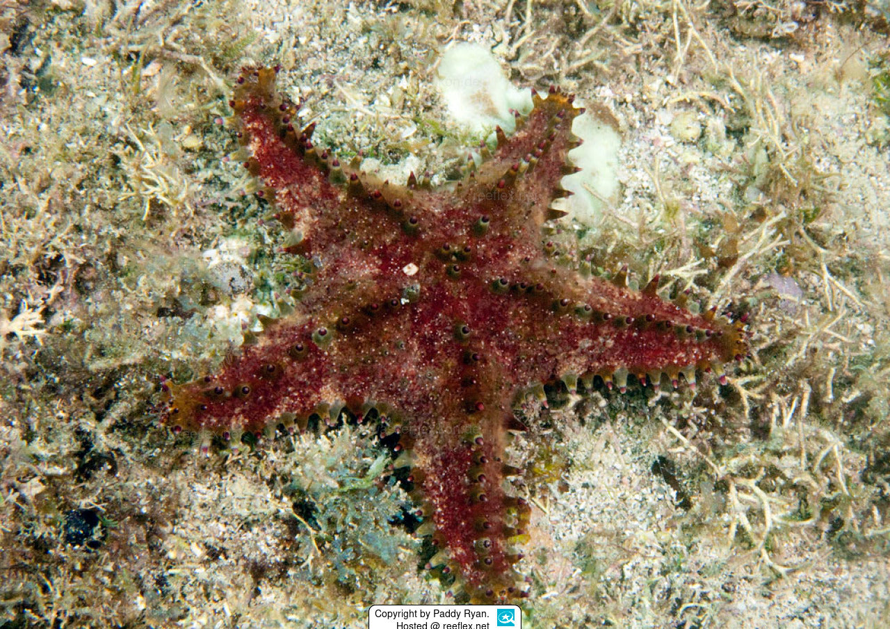 Sea Star / Starfish