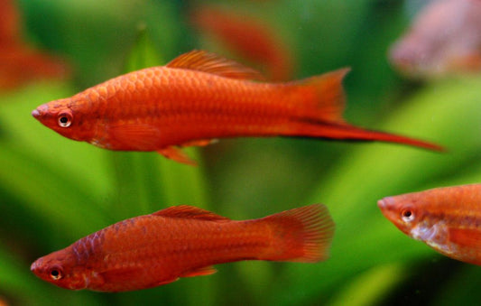 Swordtail Red