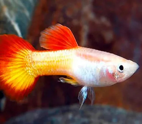 Guppy Sunset Male