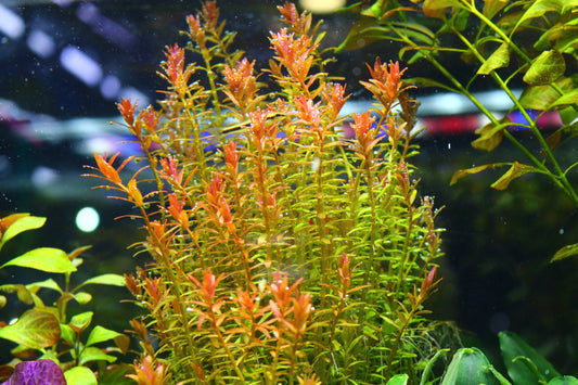 Rotala Rotundifolia - Orange Juice