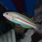 Wrasse - Fivestripe