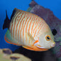 Angelfish Orange Lined