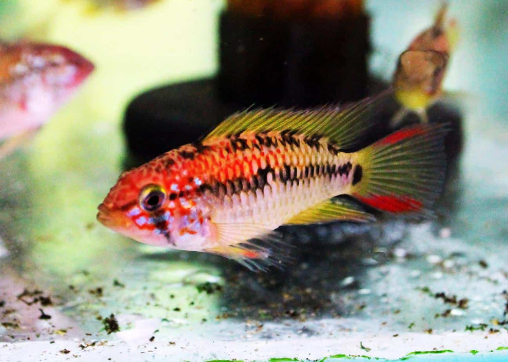 Apistogramma - MacMasteri PAIR – Aquarium Gallery