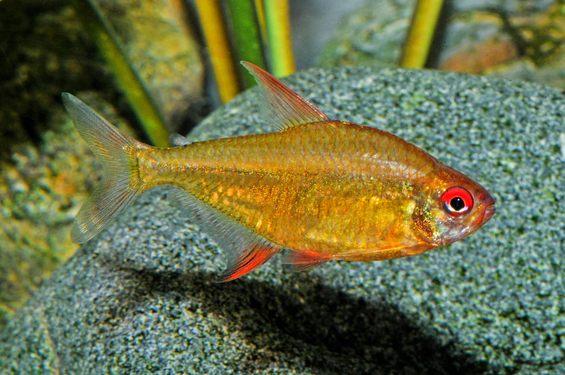 Tetra Lemon - Orange Bolivian