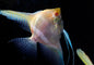 Angelfish Albino Red Eye 3.5cm