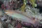 Goby Orange-Striped (Amplygobius decussatus)