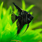 Angelfish Black Marble 3.5cm