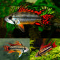 Apistogramma - Cacatuoides Super Red PAIR