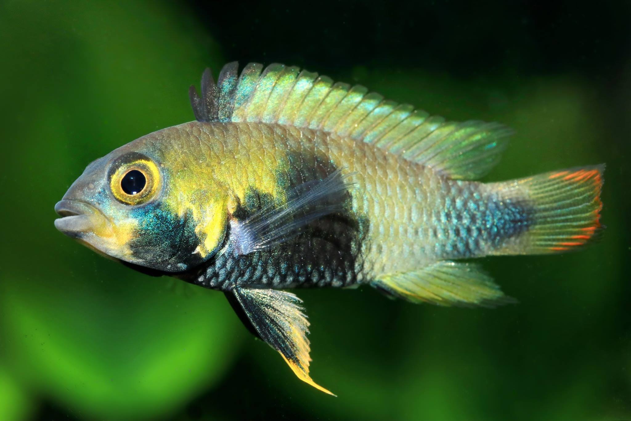 Apistogramma - Panduro – Aquarium Gallery