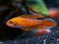 Apistogramma - Agassizii Fire Red PAIR