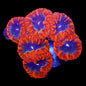 Aquacultured Coral Frags