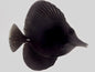 Tang Longnose Black (Zebrasoma sp.) "Very Rare" (Special Order)