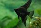 Angelfish Black 4cm