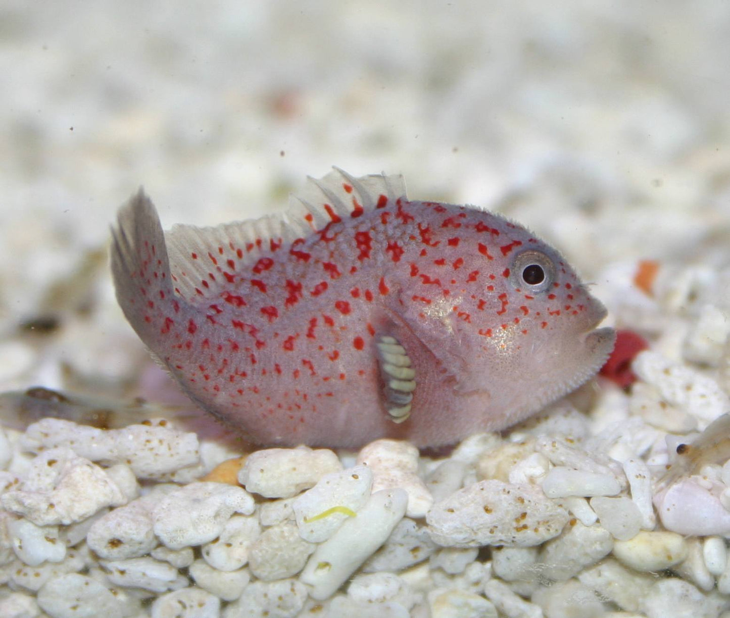 Spotted Coral Croucher (Caracanthus maculatus)