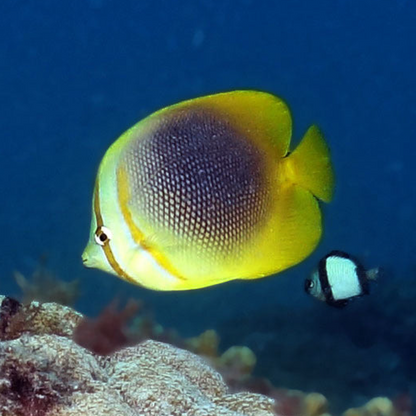 Golden Striped Butterfly (Chaetodon aureofasciatus) - Not Reef Safe