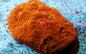 Chalice Corals (Echinophyllia, Oxypora, Mycedium sp.)