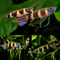 Killifish - Clown Panchax (Epiplatys annulatus)