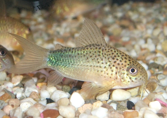 Corydora - Similis