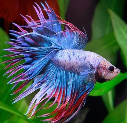 Betta Crowntail Male - Assorted