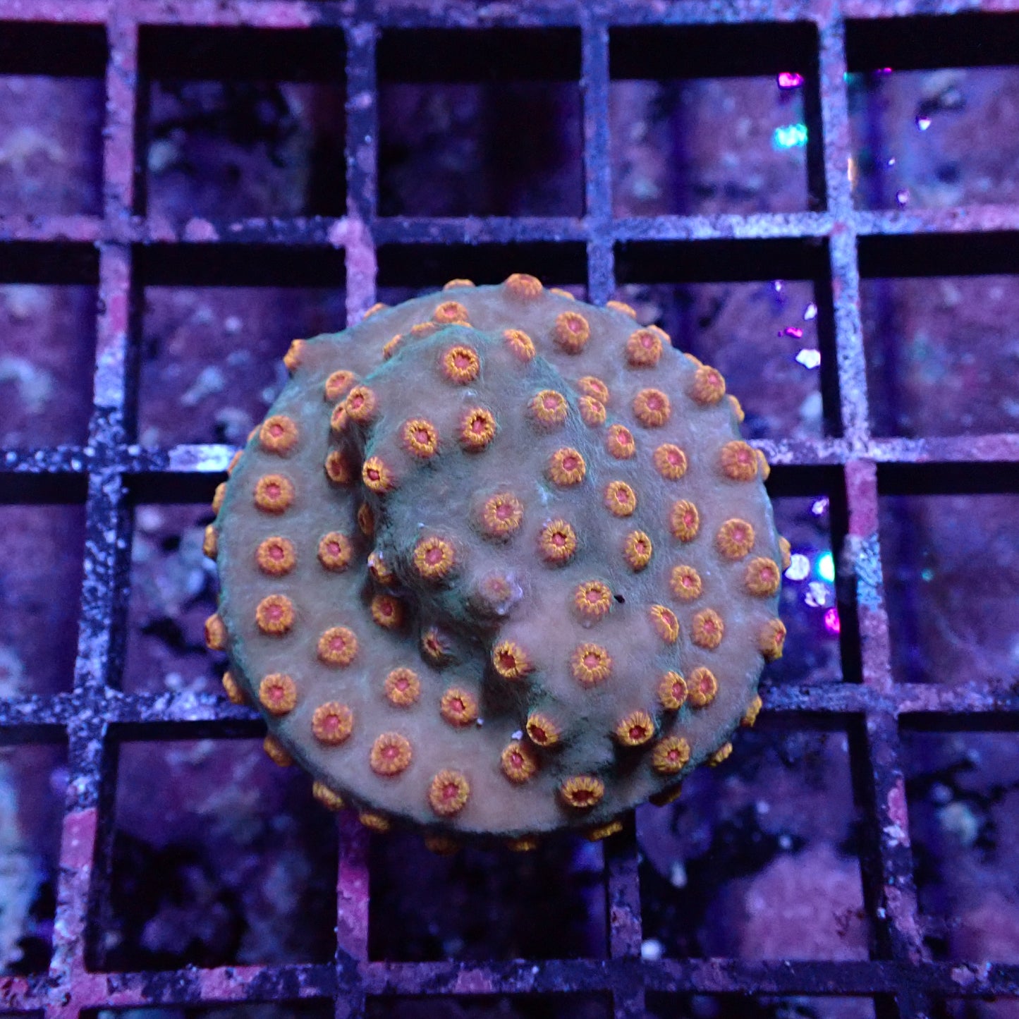 WYSIWYG Cyphastrea Orange Polyp Green Base