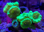 Aquacultured Coral Frags