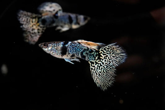 Guppy King Tiger - PAIRS