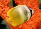 Klein's Butterflyfish (Chaetodon Kleinii)