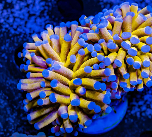 Torch Corals (Euphyllia glabrescens.)