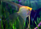 Angelfish Golden 3.5cm