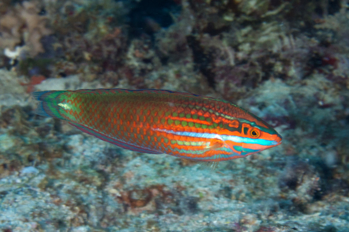 Wrasse - Neon (Halichoeres biocellatus) – Aquarium Gallery