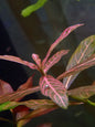 Hygrophila polysperma rosanervis 'Pink Poly/Sunset'